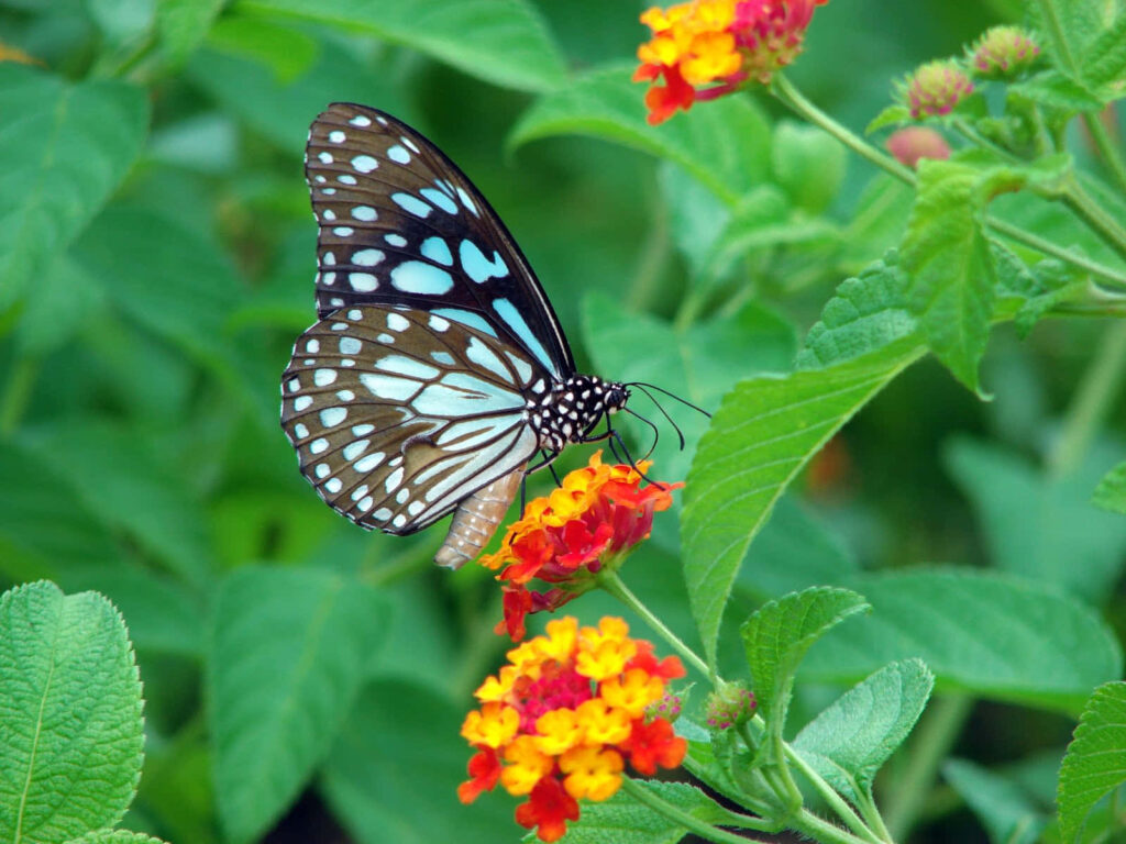 Vibrant Butterfly Wallpaper: Colorful Flowers in Lush Garden