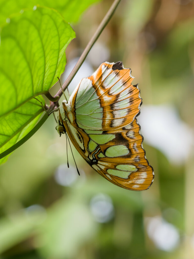 Stunning Butterfly Wallpaper with Vibrant Colors and Lush Background