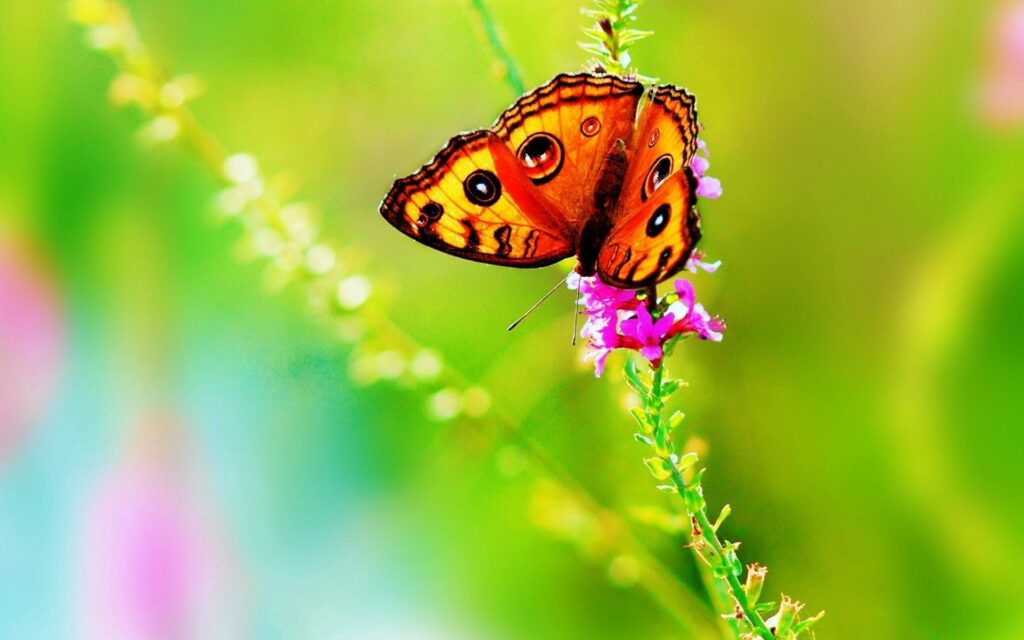 Vibrant Butterfly Wallpaper: Colorful Flower & Green Leaves Scene