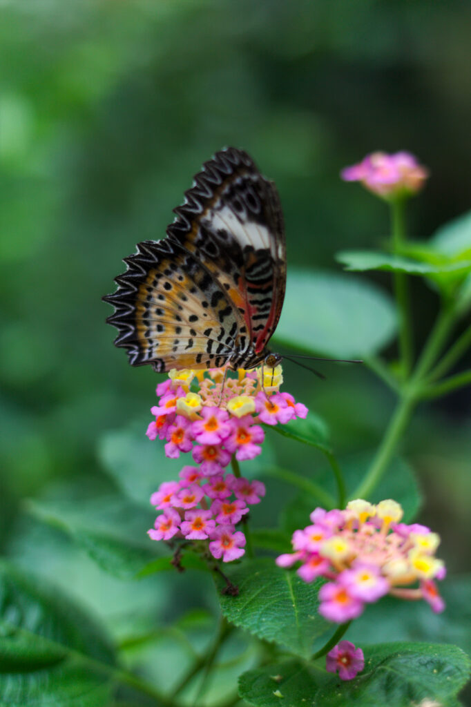 Vibrant Butterfly Wallpaper on Colorful Flowers & Lush Greenery