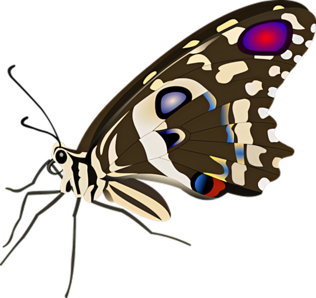 Colorful Butterfly Illustration Wallpaper with Intricate Patterns