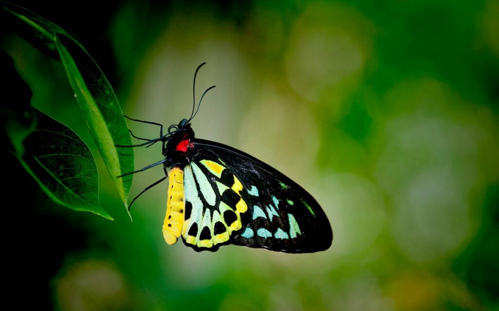 Vibrant Butterfly Wallpaper: Colorful Nature Scene with Green Leaf