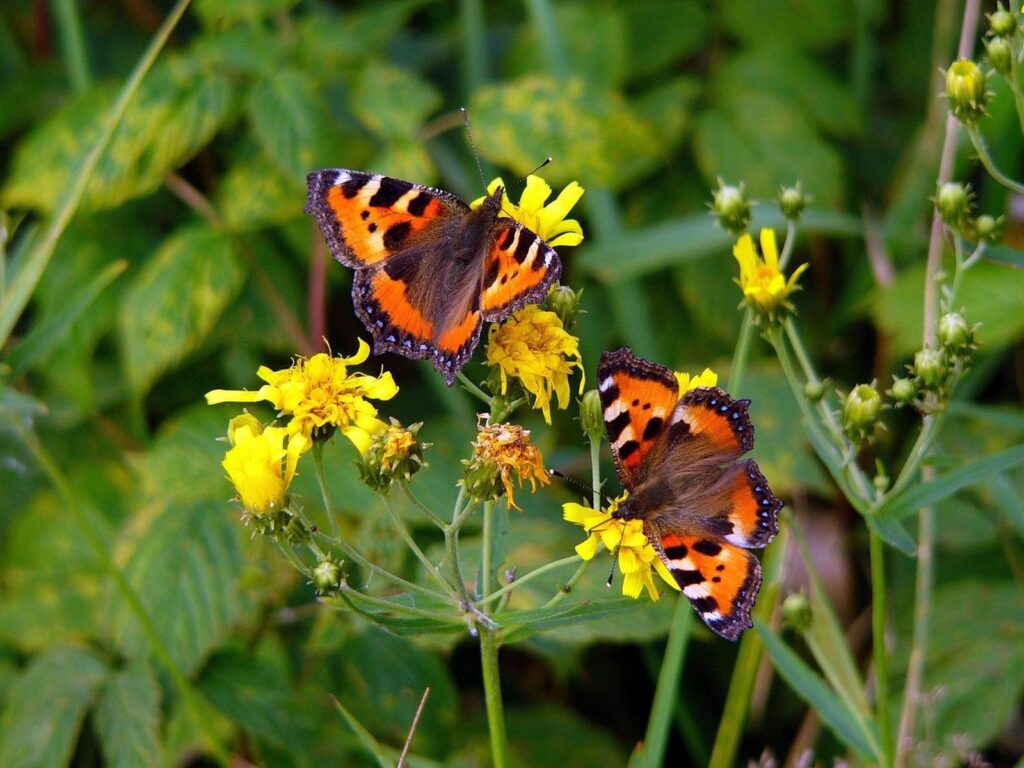 Vibrant Butterfly Wallpaper: Colorful Butterflies on Yellow Flowers