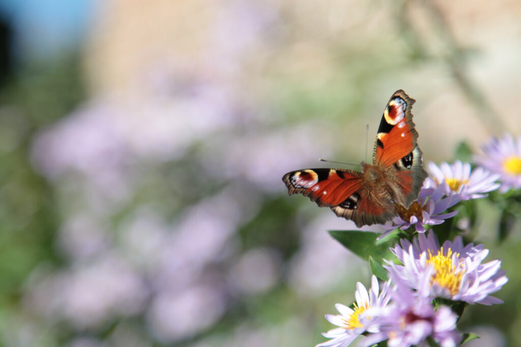 Vibrant Butterfly Macro Wallpaper: Colorful Wings & Purple Flowers