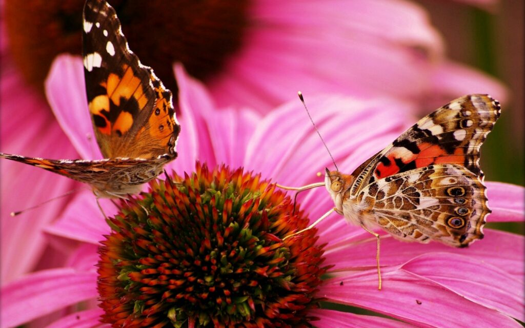 Vibrant Butterfly Wallpaper on Blooming Pink Flower - Nature's Beauty