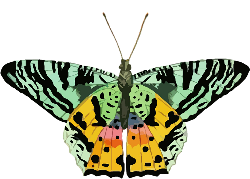 Vibrant Butterfly Illustration Wallpaper - Colorful Patterns & Details