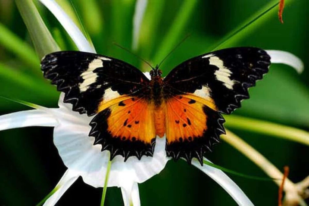Vibrant Butterfly Wallpaper: Colorful Patterns on White Flower