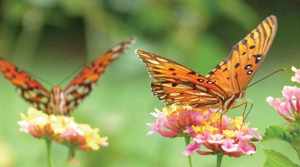 Vibrant Butterfly Wallpaper: Colorful Wildflowers in Bloom