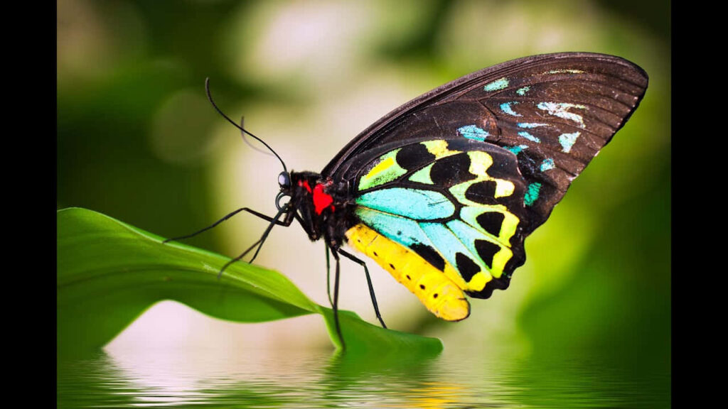 Vibrant Butterfly Wallpaper - Stunning Nature Background