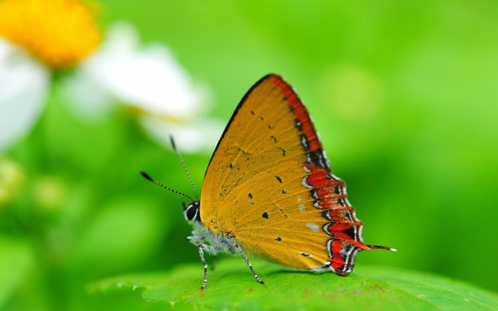 Vibrant Butterfly Wallpaper: Colorful Wings on Lush Green Leaves
