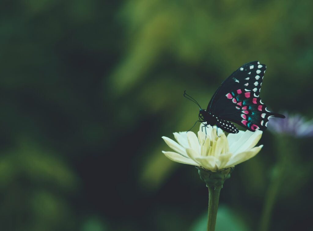 Vibrant Butterfly Wallpaper: Intricate Macro Floral Beauty