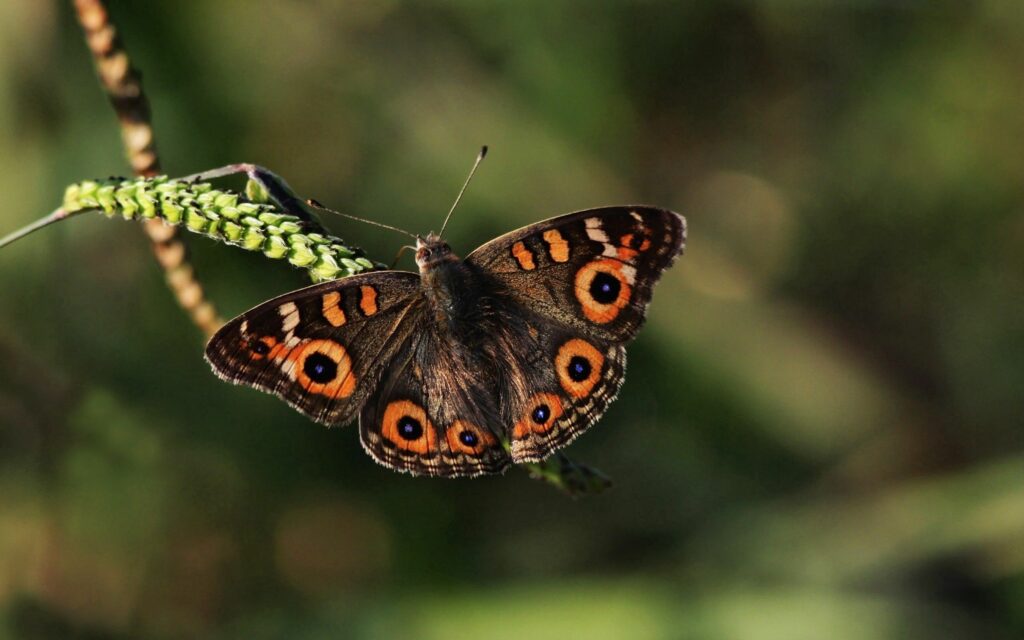 Vibrant Butterfly on Green Stem - Serene Nature Wallpaper