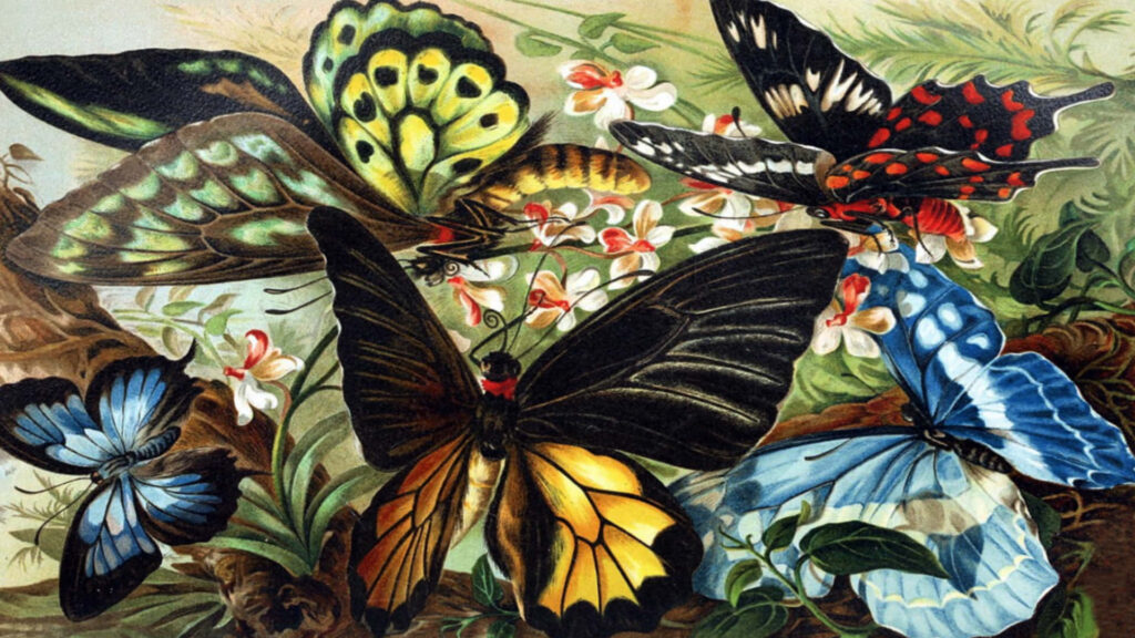 Vibrant Butterfly Wallpaper: Intricate Patterns & Colors in Nature