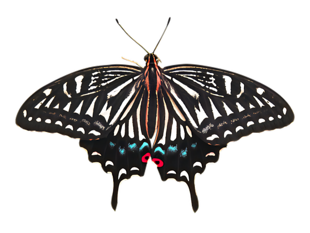 Colorful Butterfly Wallpaper on Sleek Black Background - Intricate Design
