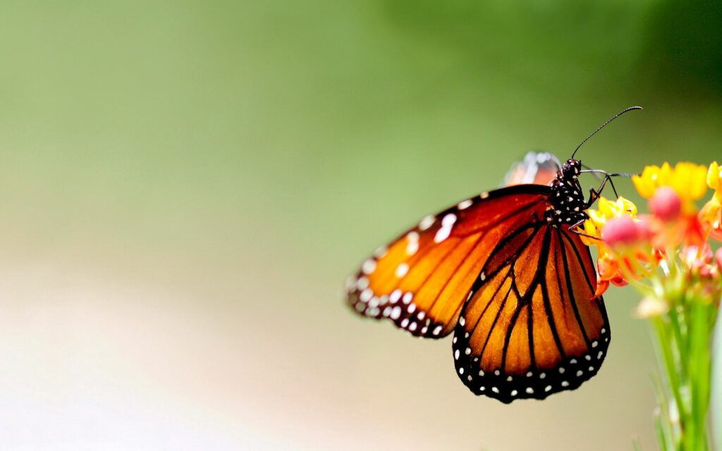 Vibrant Butterfly Wallpaper: Intricate Patterns on a Bright Flower