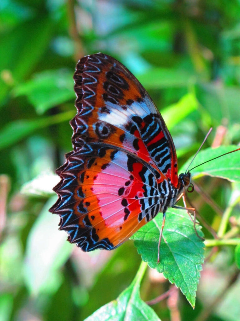 Vibrant Butterfly Wallpaper: Intricate Patterns on Green Leaf