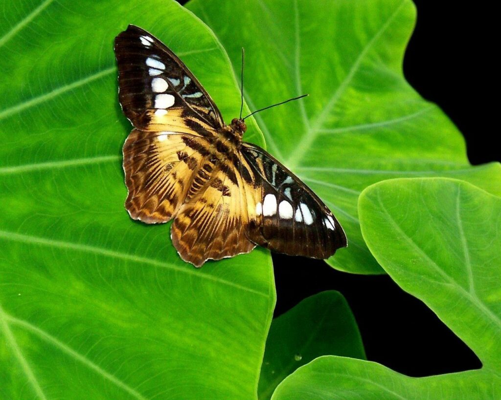 Vibrant Butterfly Wallpaper: Intricate Patterns on Lush Green Leaves