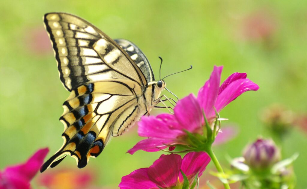 Vibrant Butterfly on Pink Flowers - Stunning Wallpaper Background