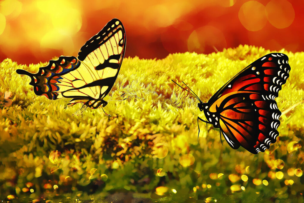 Vibrant Butterfly Wallpaper: Intricate Patterns on Warm Orange Background