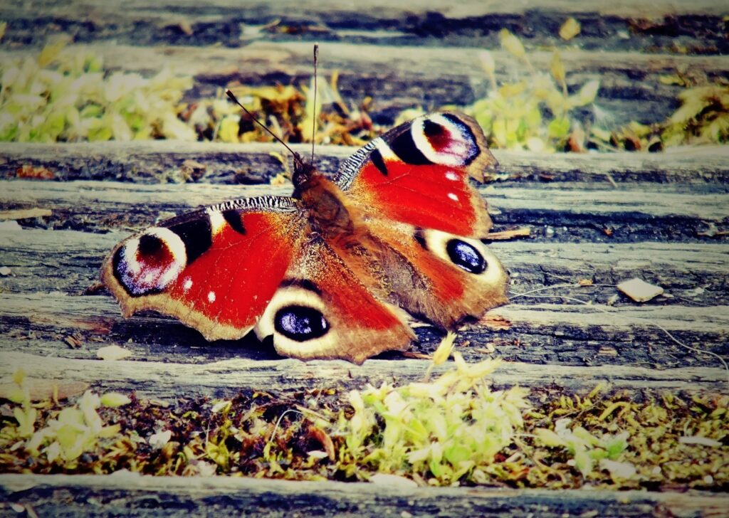 Vibrant Butterfly on Wood: Nature-Inspired Wallpaper Background