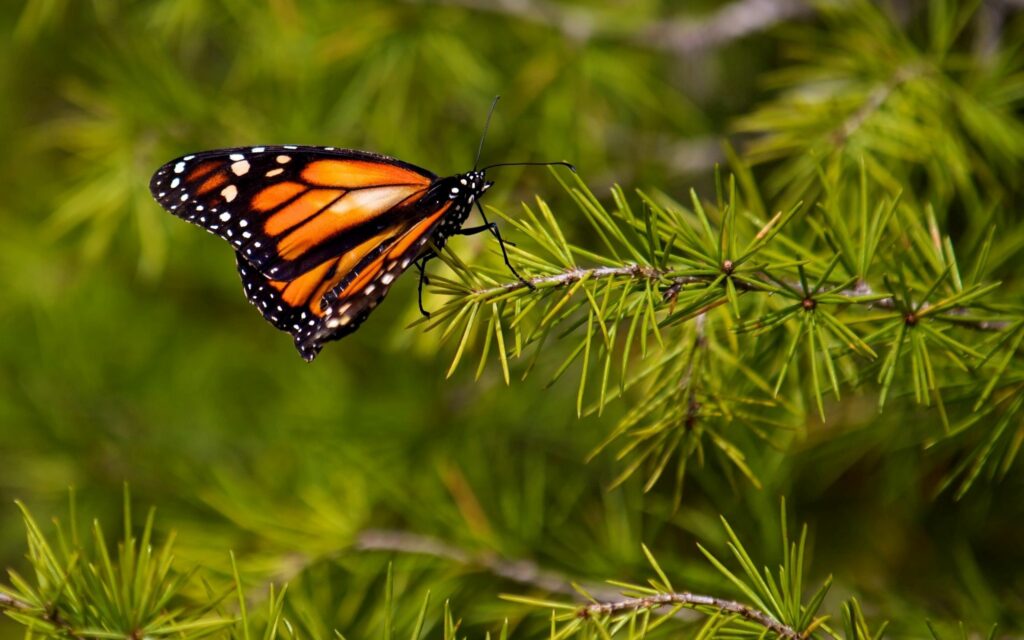 Vibrant Butterfly Wallpaper: Intricate Wings on Green Branch