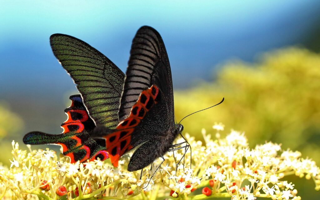 Vibrant Butterfly Wallpaper: Intricate Patterns on White Flowers