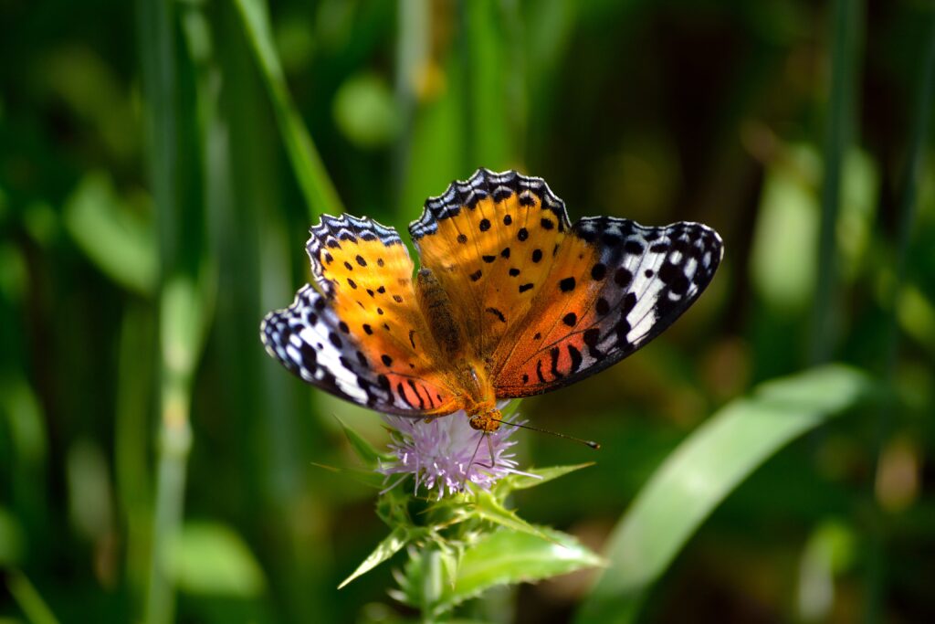 Vibrant Butterfly on Flower | Intricate Wings Wallpaper Background