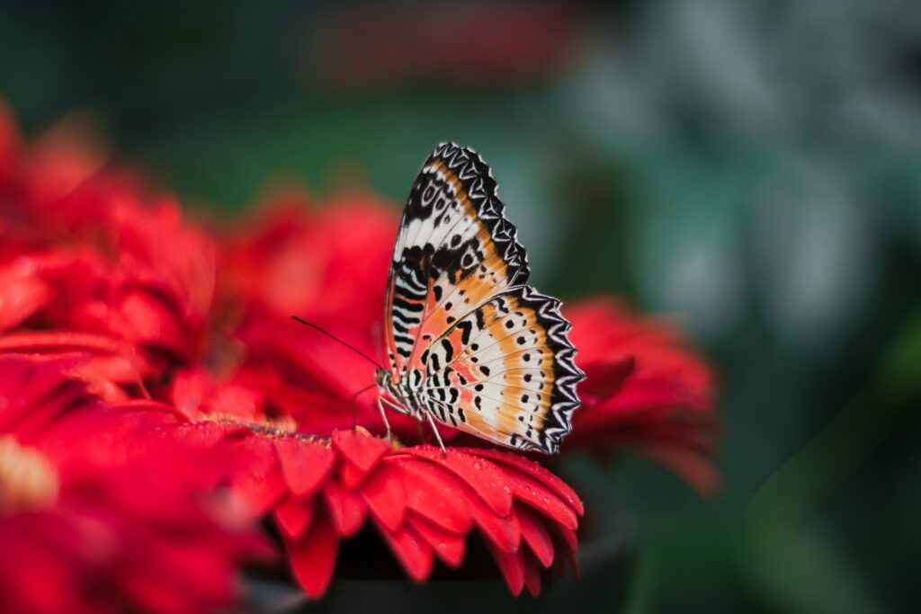 Vibrant Butterfly Wallpaper: Intricate Wings & Bright Red Flowers