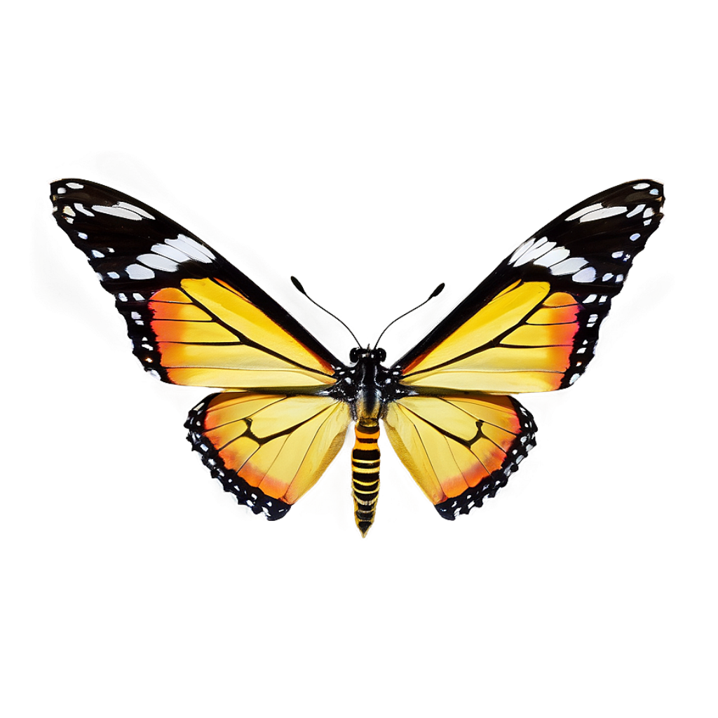 Stunning Butterfly Wallpaper: Vibrant Yellow, Orange & Black Patterns