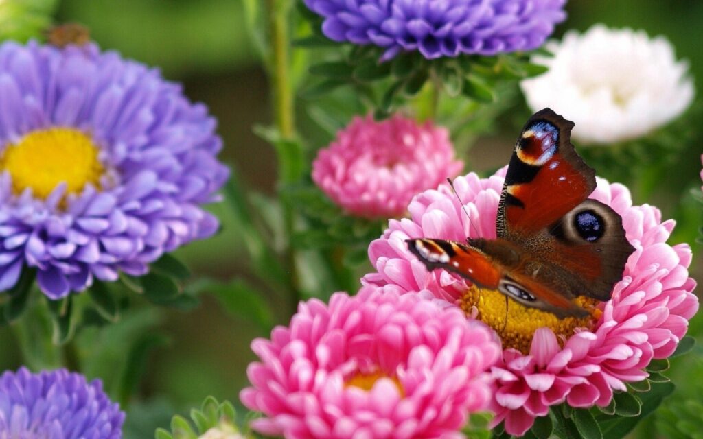 Vibrant Butterfly Wallpaper: Colorful Floral Background Scene