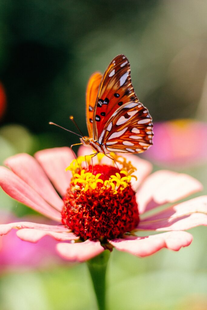Vibrant Butterfly Wallpaper: Macro Shot on Pink Flower Background