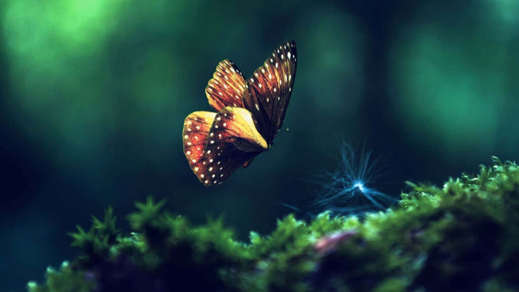 Vibrant Butterfly Macro Wallpaper with Dewy Foliage Background