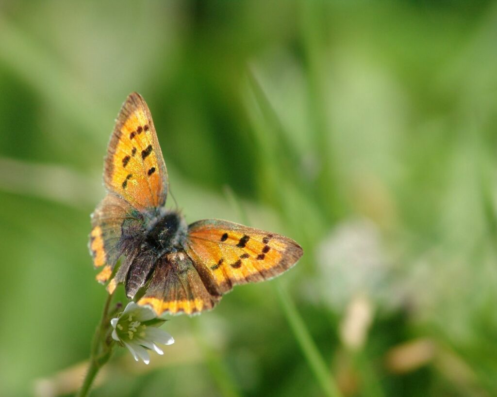 Vibrant Orange & Black Butterfly Wallpaper on Green Background