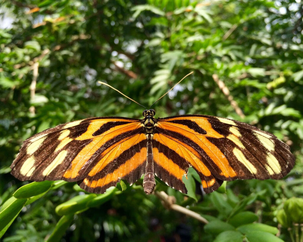 Serene Butterfly Wallpaper: Vibrant Orange, Black, & White Beauty