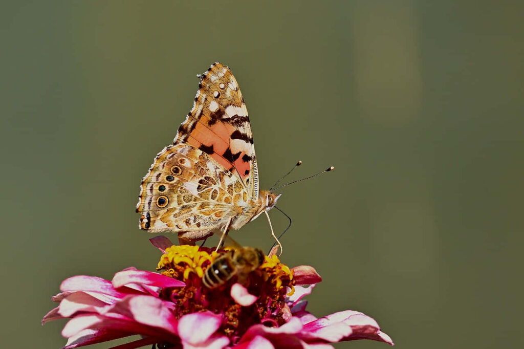 Vibrant Wallpaper: Painted Lady Butterfly on Colorful Flower