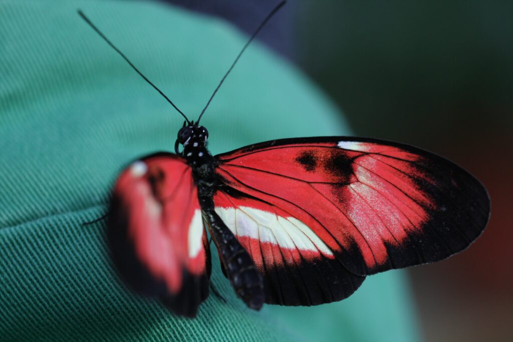 Vibrant Butterfly Wallpaper: Striking Red, Black & White Patterns