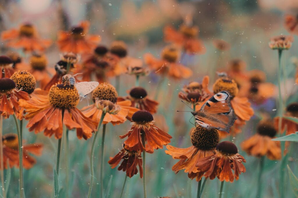 Vibrant Butterfly Wallpaper: Serene Orange Flowerbed Background