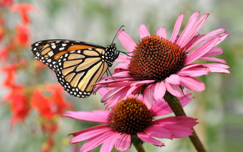 Vibrant Butterfly on Pink Flower - Serene Wallpaper Background