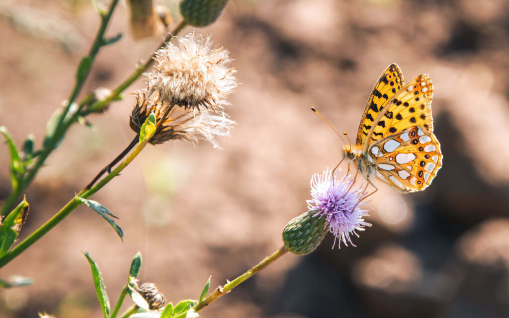 Vibrant Butterfly on Purple Flower: Serene Nature Wallpaper Background