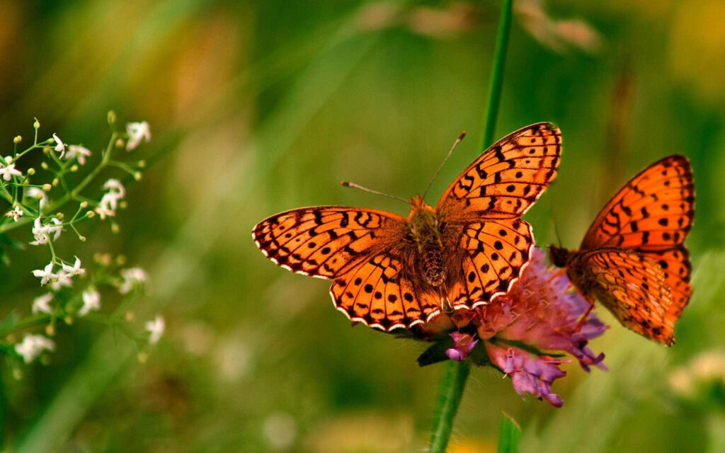 Vibrant Wallpaper: Two Orange Butterflies Amidst Lush Greenery