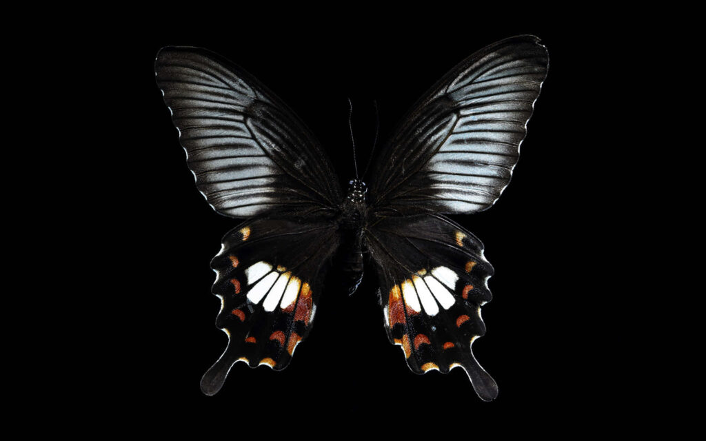 Vibrant Butterfly with Black Wings & Bold Patterns – Wallpaper Background