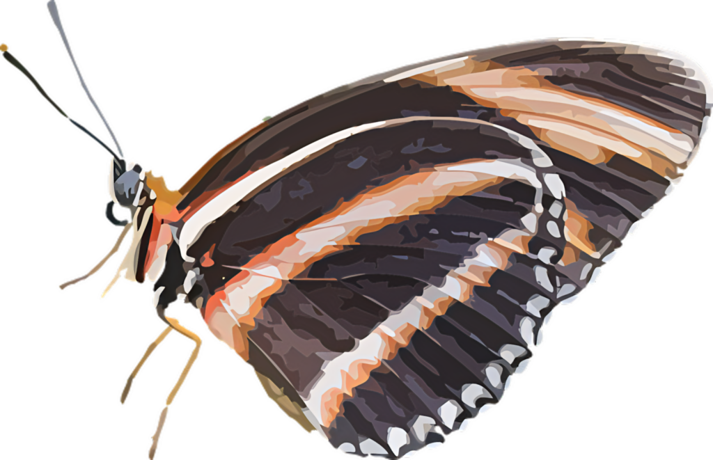 Vibrant Butterfly Wallpaper with Intricate Patterns on Transparent Background
