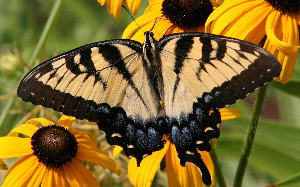 Vibrant Butterfly Wallpaper: Striking Patterns on Yellow Flowers