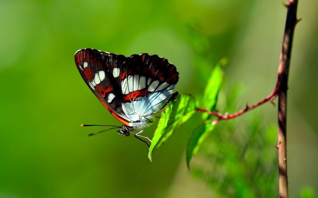 Vibrant Striped Butterfly on Leafy Branch - Serene Wallpaper Background