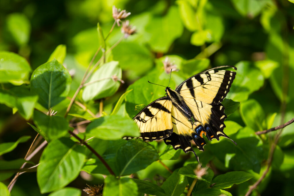 Stunning Butterfly Wallpaper: Elegant Insect on Lush Green Background
