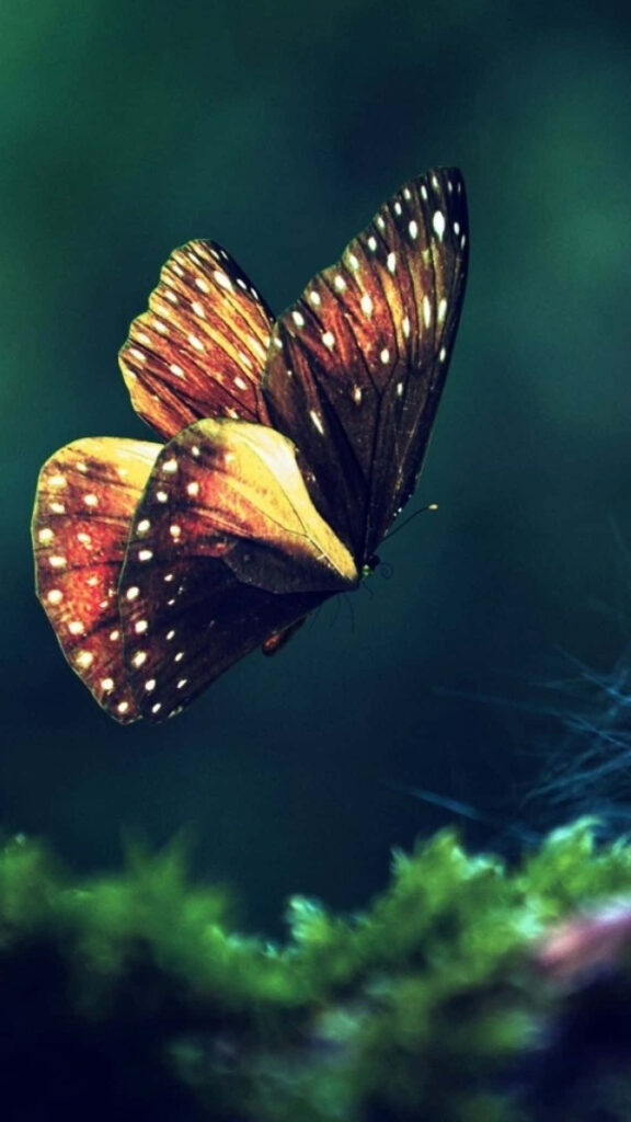 Vibrant Butterfly Wallpaper: Stunning Wings Amid Tranquil Florals