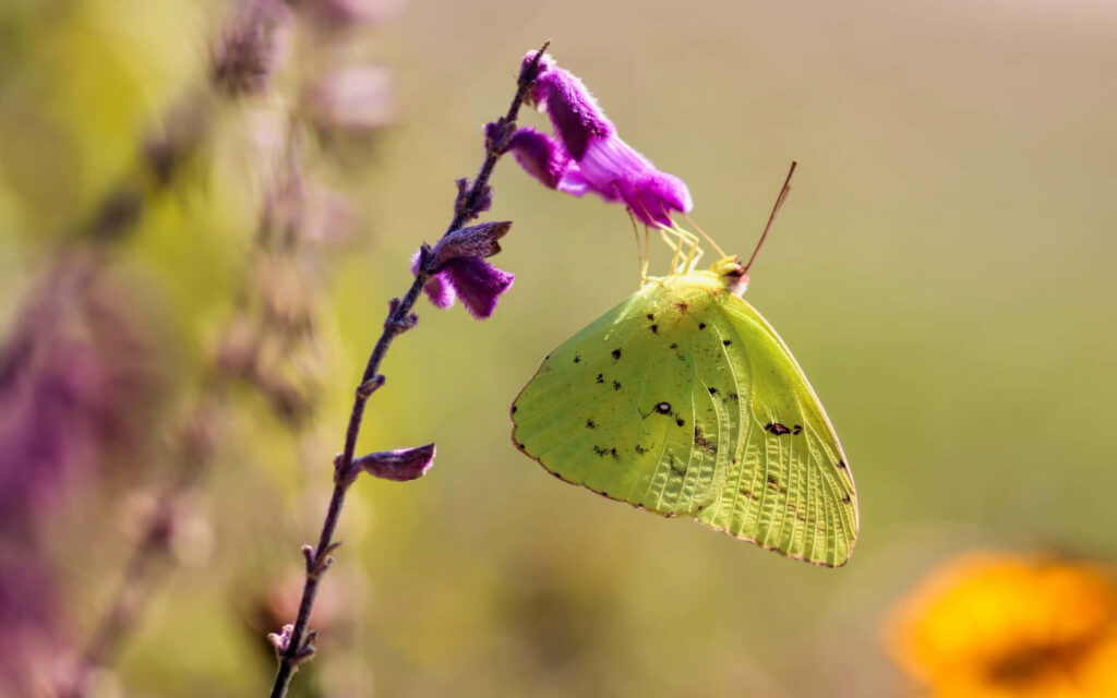 Vivid Butterfly Wallpaper: Sulphur on Purple Flower Background