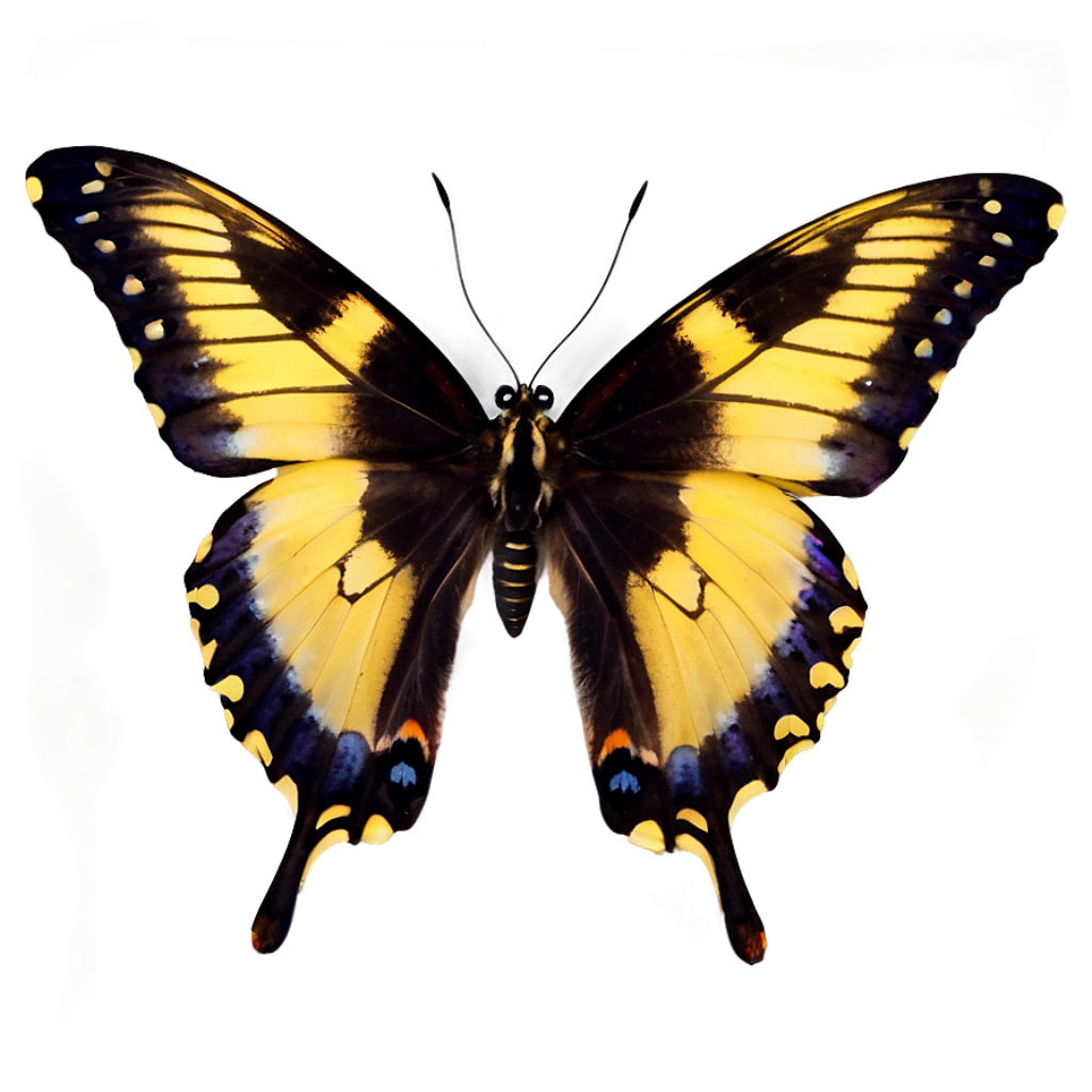 Vibrant Butterfly Wallpaper with Yellow & Black Wings on Gradient Background