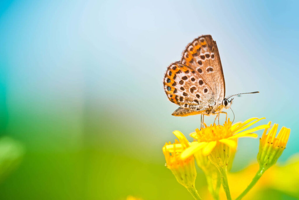 Vibrant Yellow Butterfly on Blooming Flower - Beautiful Wallpaper Background