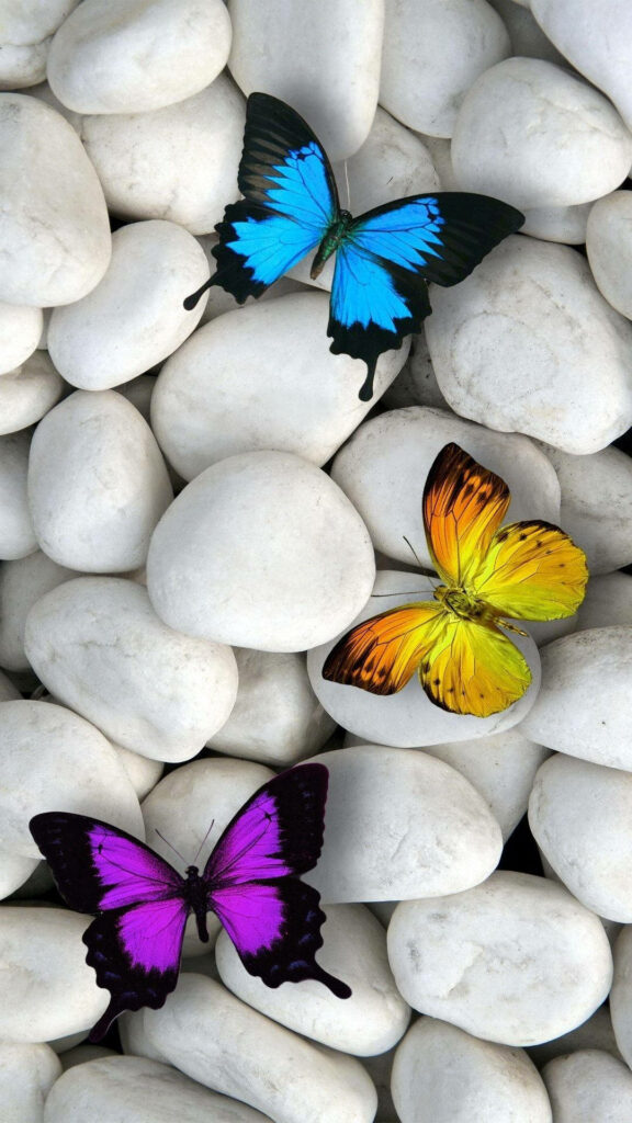 Vibrant Butterfly Wallpaper: Serene iPhone Screen Display Design